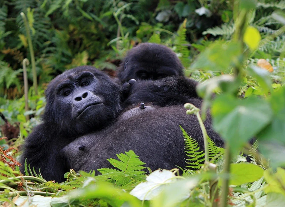 Why Gorilla Permit Prices Differ in Uganda, Rwanda and DR Congo