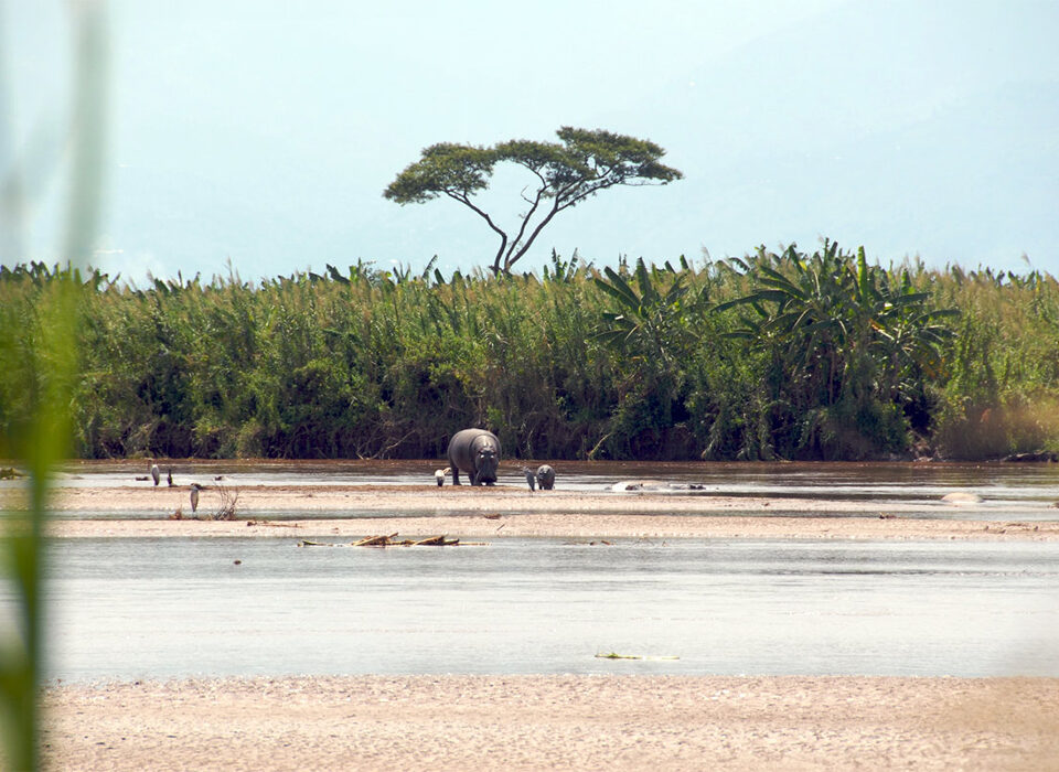Wildlife Experience in Burundi