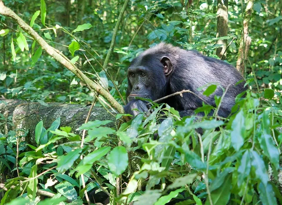 Chimpanzee & Gorilla Fly-in Safari in Uganda