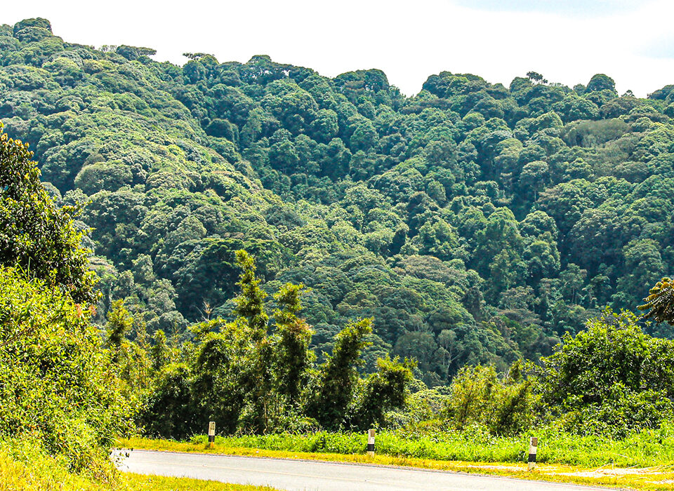 Echuya Forest Reserve -Attractions & Activities