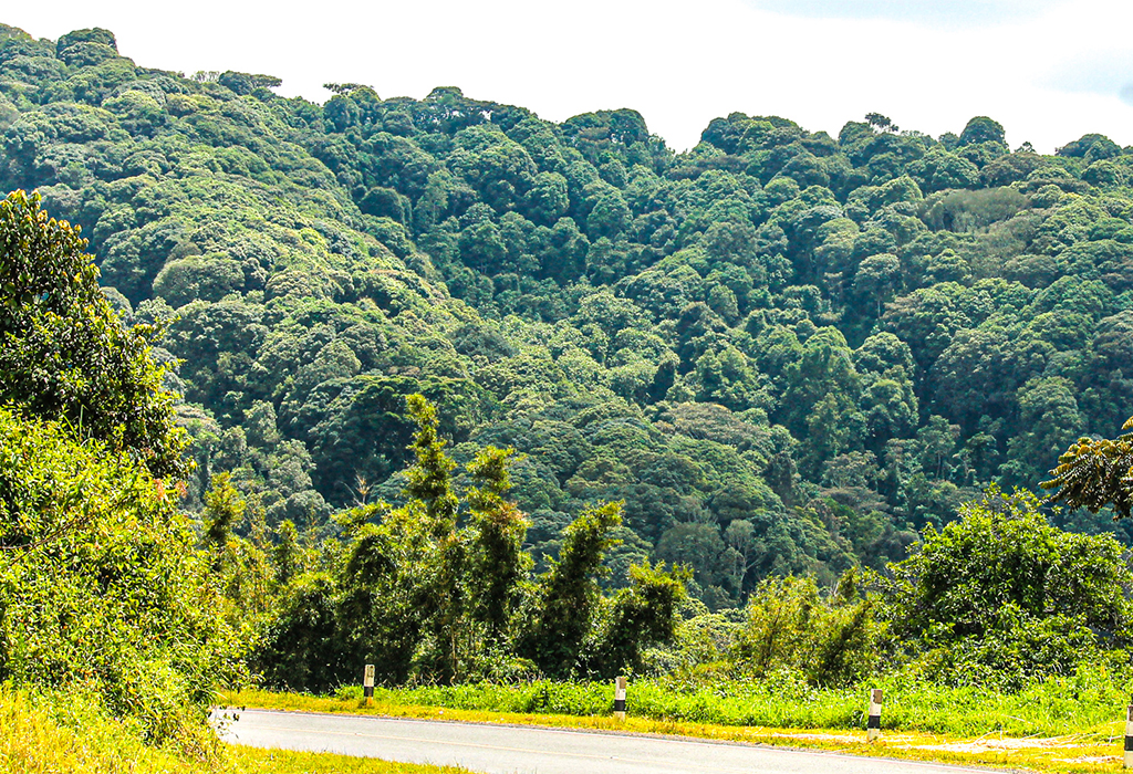 Echuya Forest Reserve -Attractions & Activities