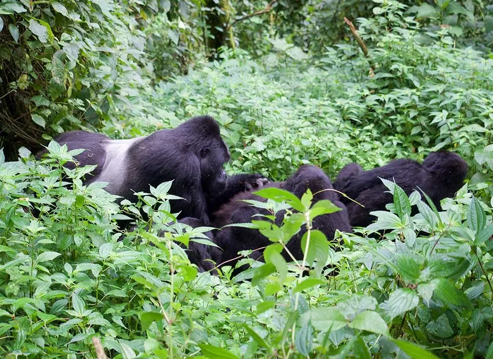 Gorilla Trekking in Mgahinga Gorilla National Park from Kigali