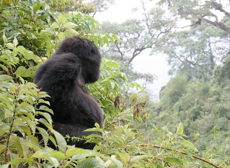 Gorilla Trekking in Uganda from Australia