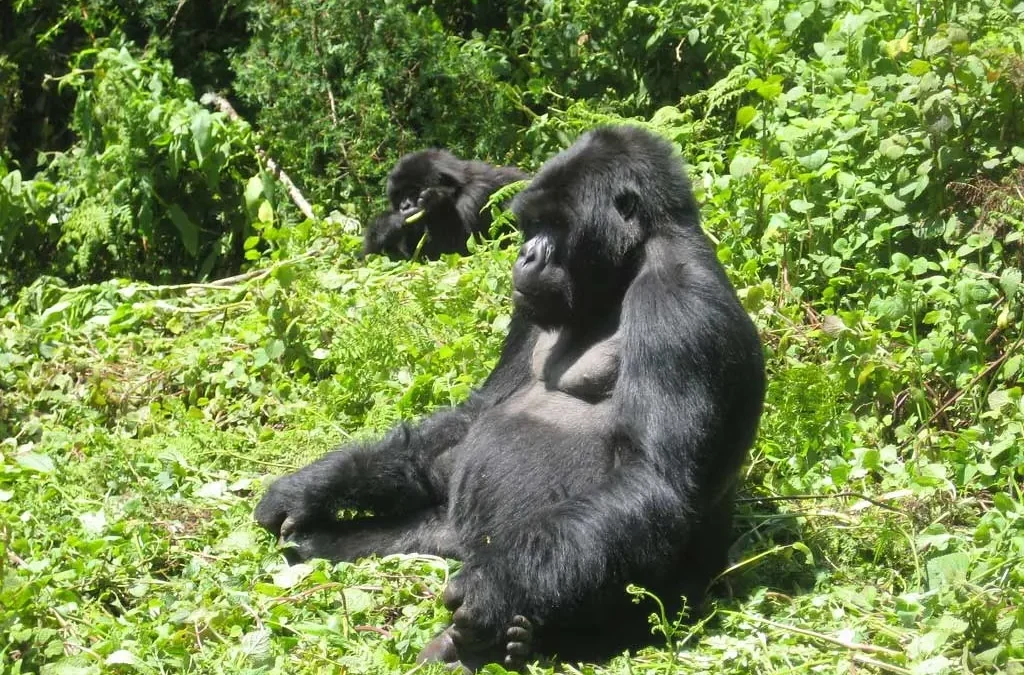 How to plan Gorilla Trekking in Uganda from the South Korea