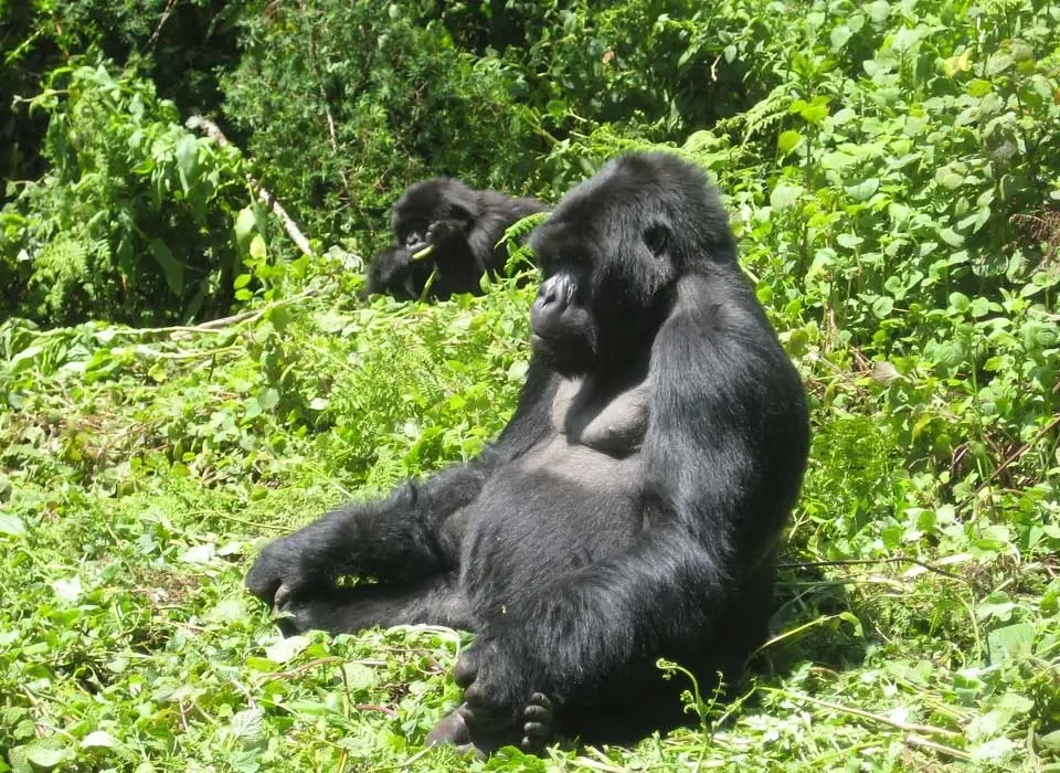 How to plan Gorilla Trekking in Uganda from the South Korea