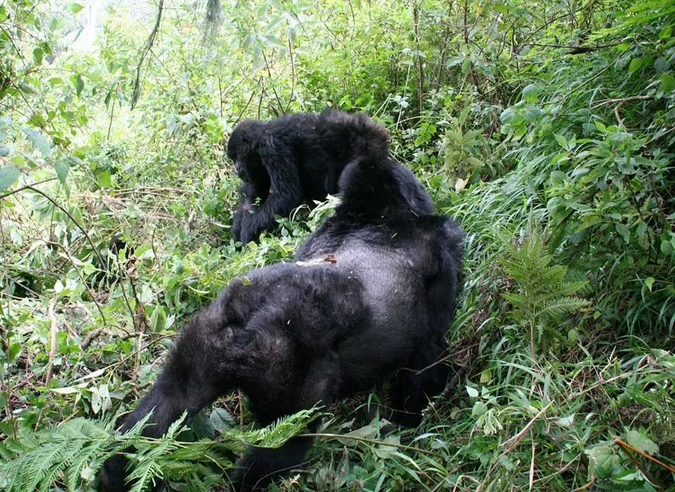 How to plan a fly-in Gorilla Safari to Buhoma Sector During Christmas