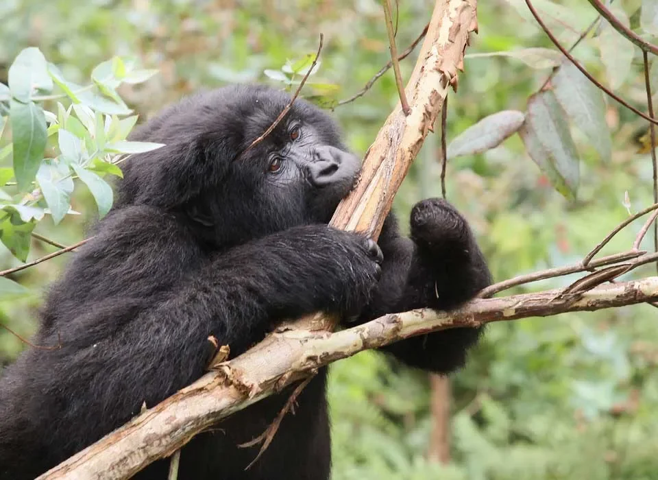 How to plan double Gorilla Trekking in Uganda from the U.S.A