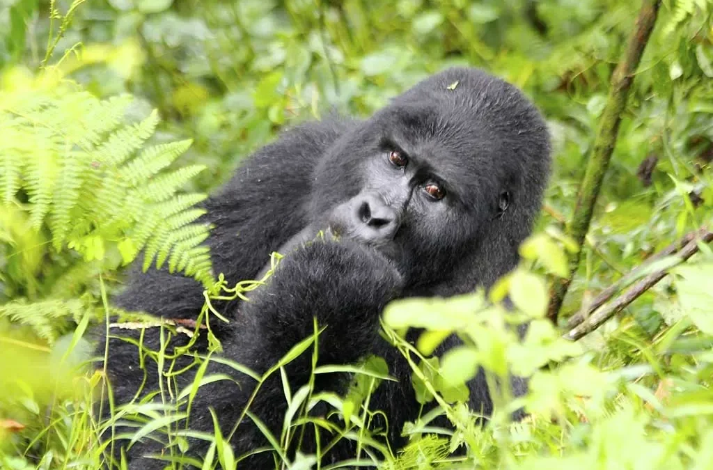 Packing List for Gorilla Trekking in Ruhija Sector
