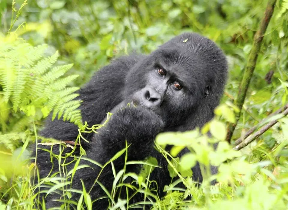 Packing List for Gorilla Trekking in Ruhija Sector
