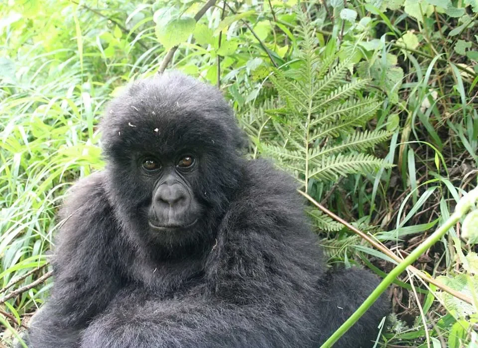 Planning Gorilla Trekking in Rwanda from Australia