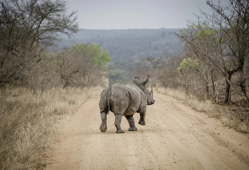Top 6 Destinations for Rhino Experiences in Africa