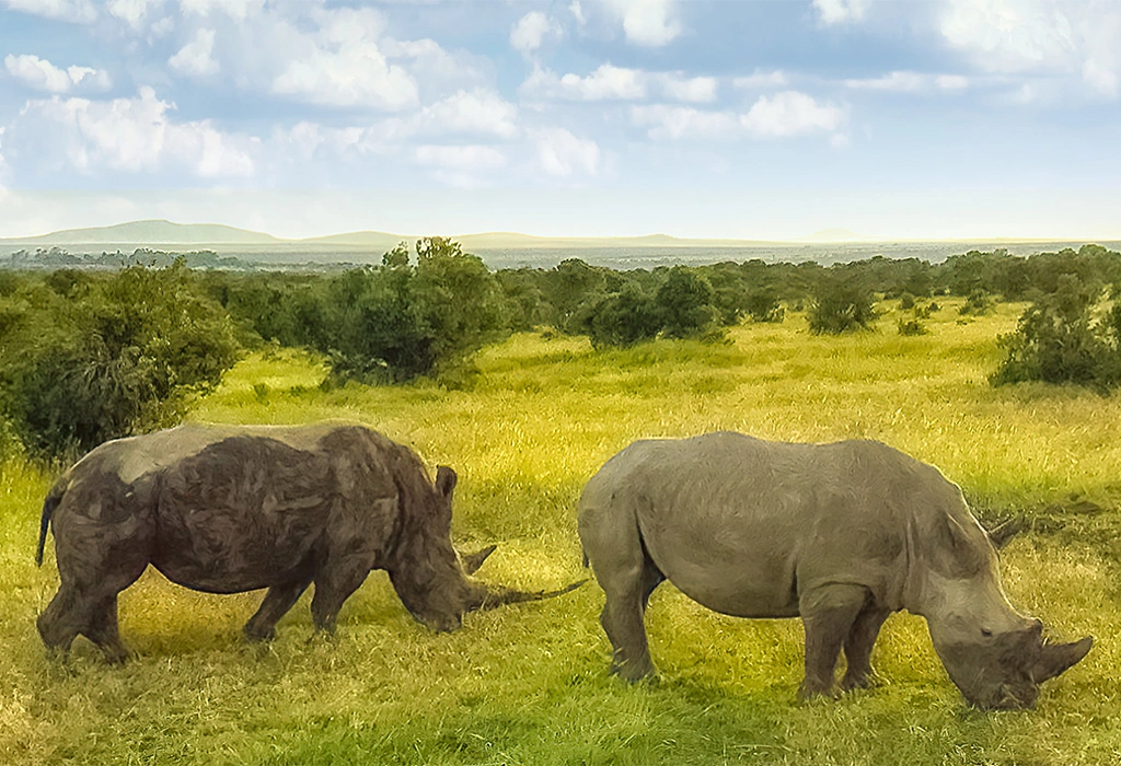 Ol Pejeta Conservancy – Kenya