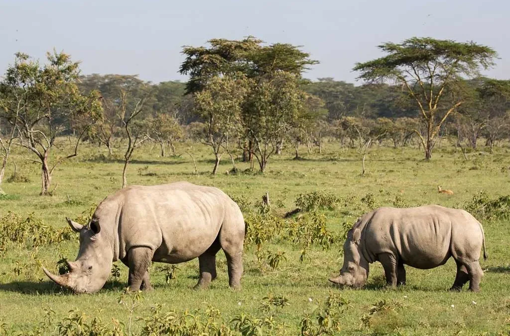 Top 6 Destinations for Rhino Experiences in Africa