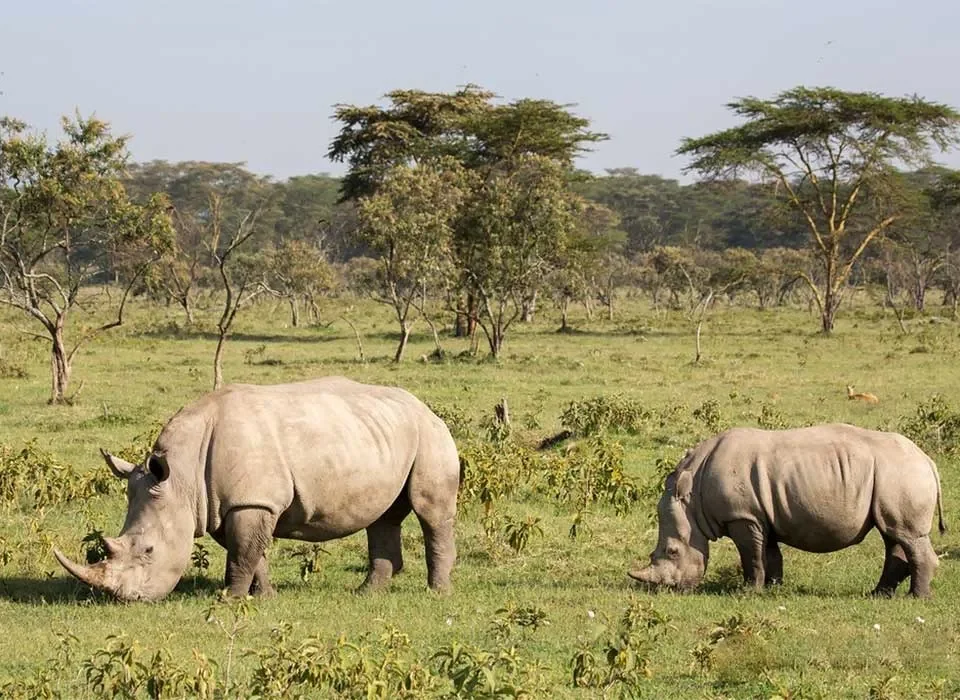 Top 6 Destinations for Rhino Experiences in Africa