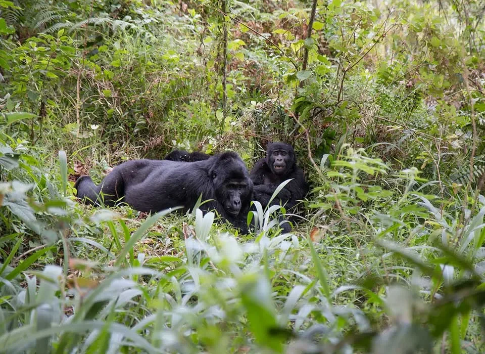 What are the Chances of Seeing Mountain Gorillas in Rwanda