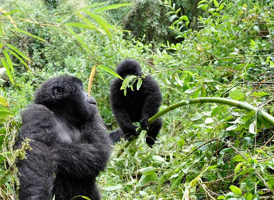 Why there is no Gorilla Habituation in Mgahinga National Park
