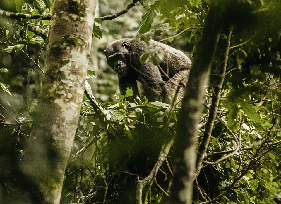 Wildlife Experience in Nyungwe Forest National Park - Rwanda