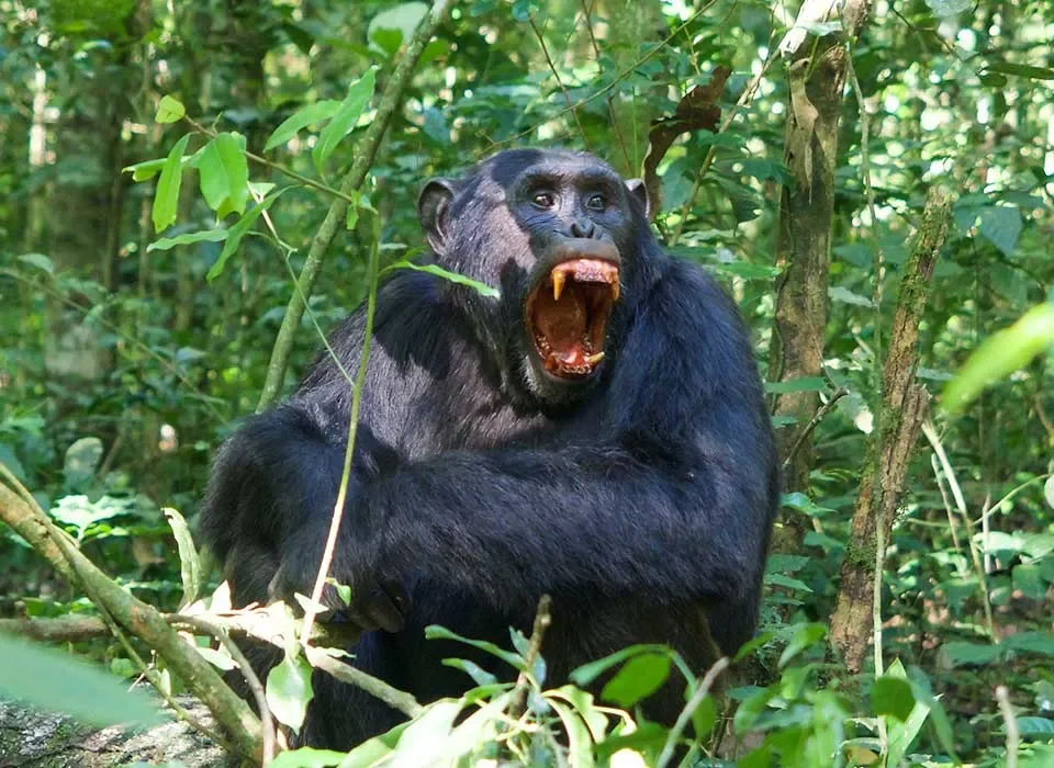 4 Days Express Primates Adventure in Uganda from Kigali