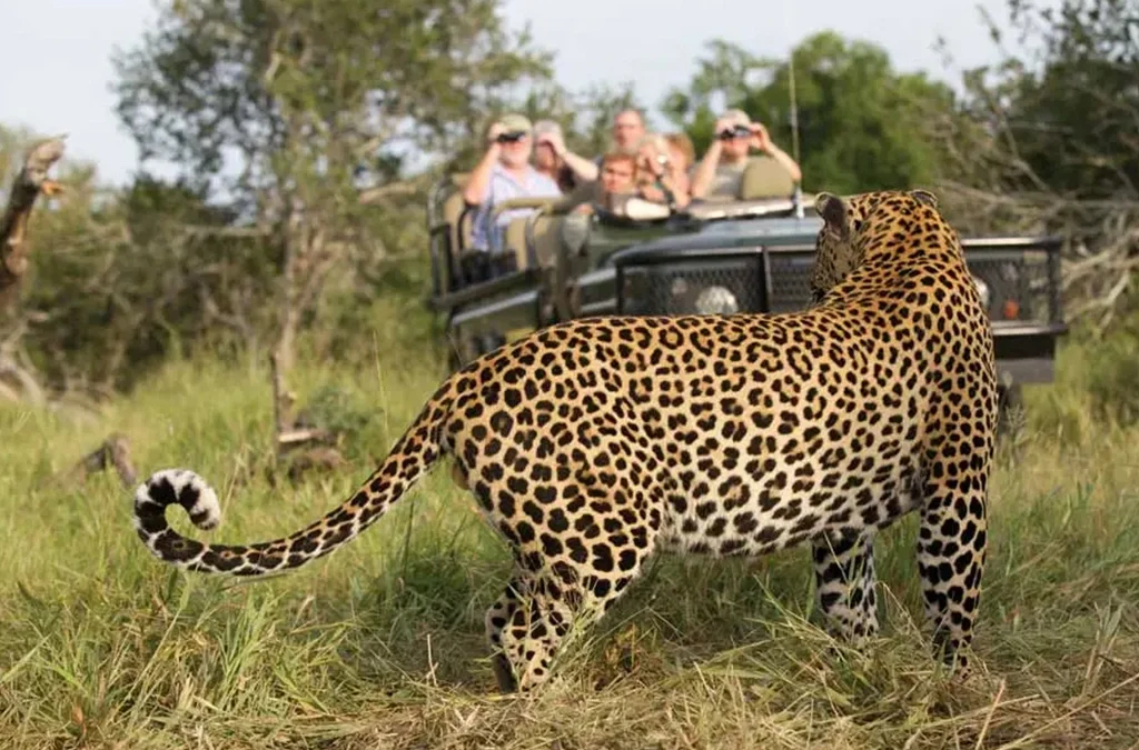 6 Best Places to See Leopards in Africa