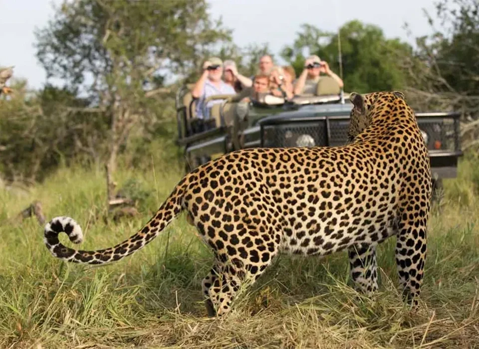 6 Best Places to See Leopards in Africa