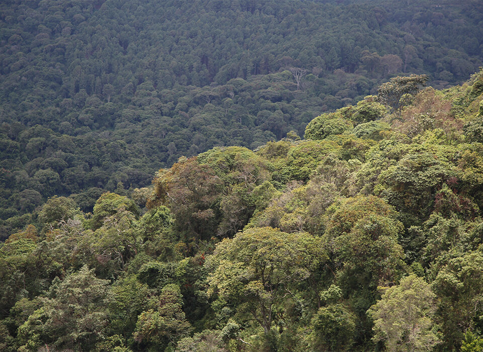 Activities and Attractions in Gishwati-Mukura National Park