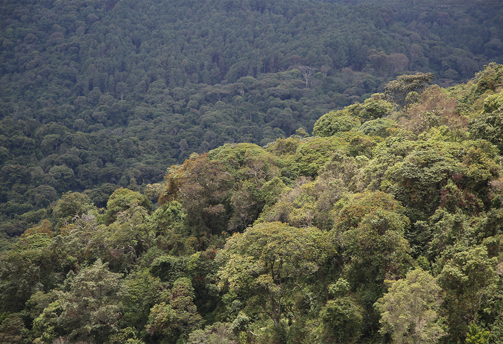 Activities and Attractions in Gishwati-Mukura National Park