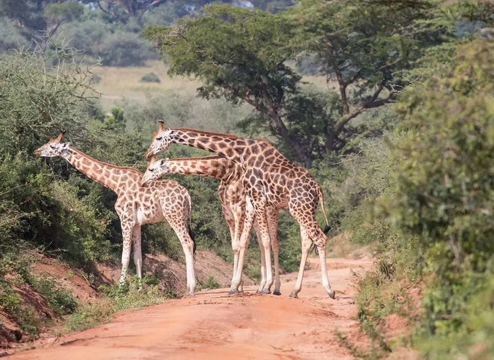 Best places to encounter Giraffes in Uganda