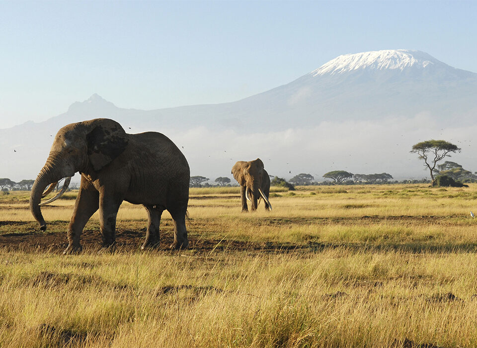 Big Five Safari in Amboseli National Park