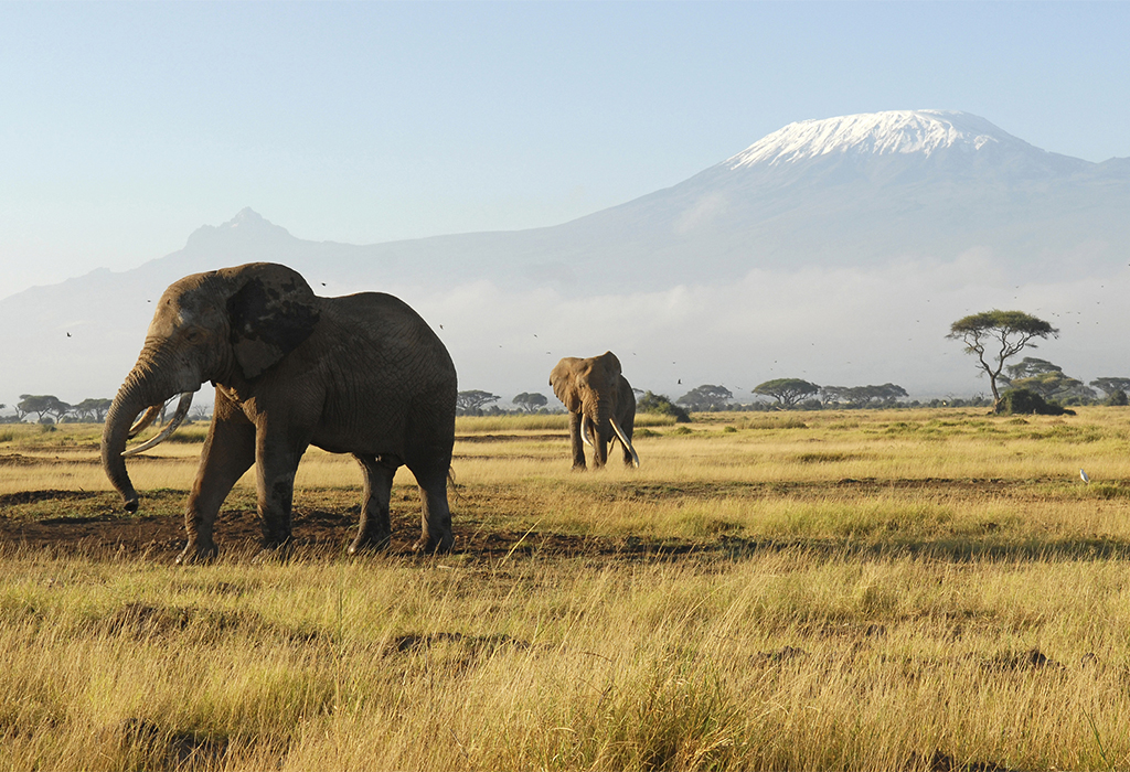 Big Five Safari in Amboseli National Park
