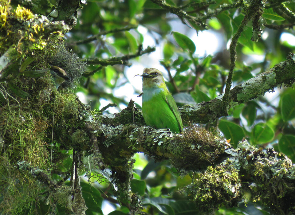 Bird Watching Experience in Bwindi Forest National Park