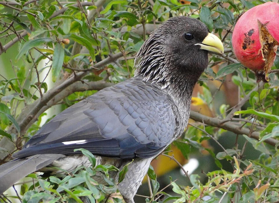 Bird Watching Experience in Kyambura Gorge