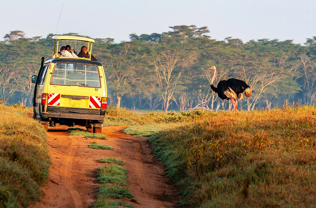 Bird Watching Experience in Lake Nakuru National Park