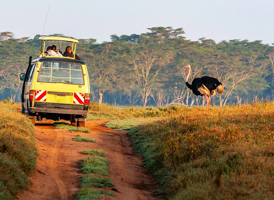 Bird Watching Experience in Lake Nakuru National Park