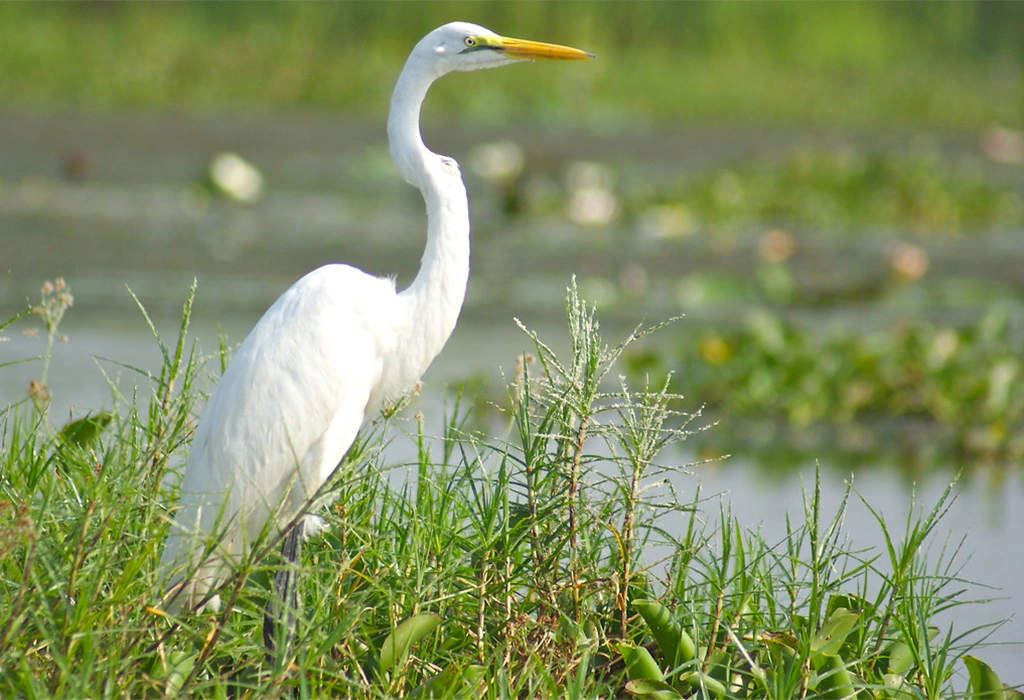 Birding in Semuliki National Park