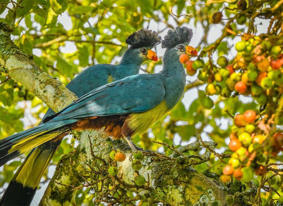 Birding Experience in Kibale Forest National Park