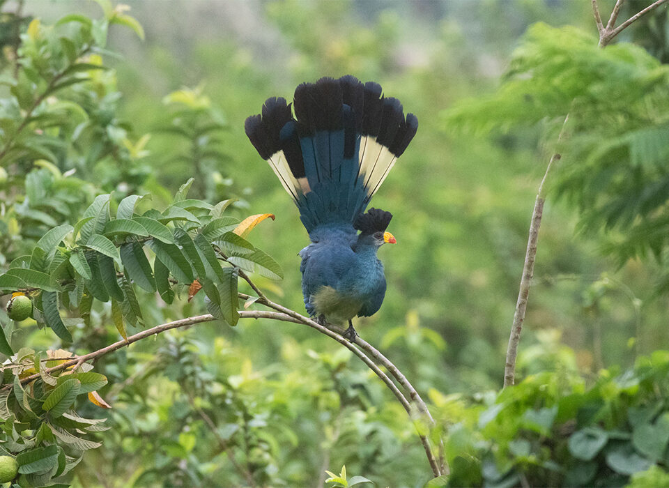 Birding Experience in Rwenzori Mountains National Park