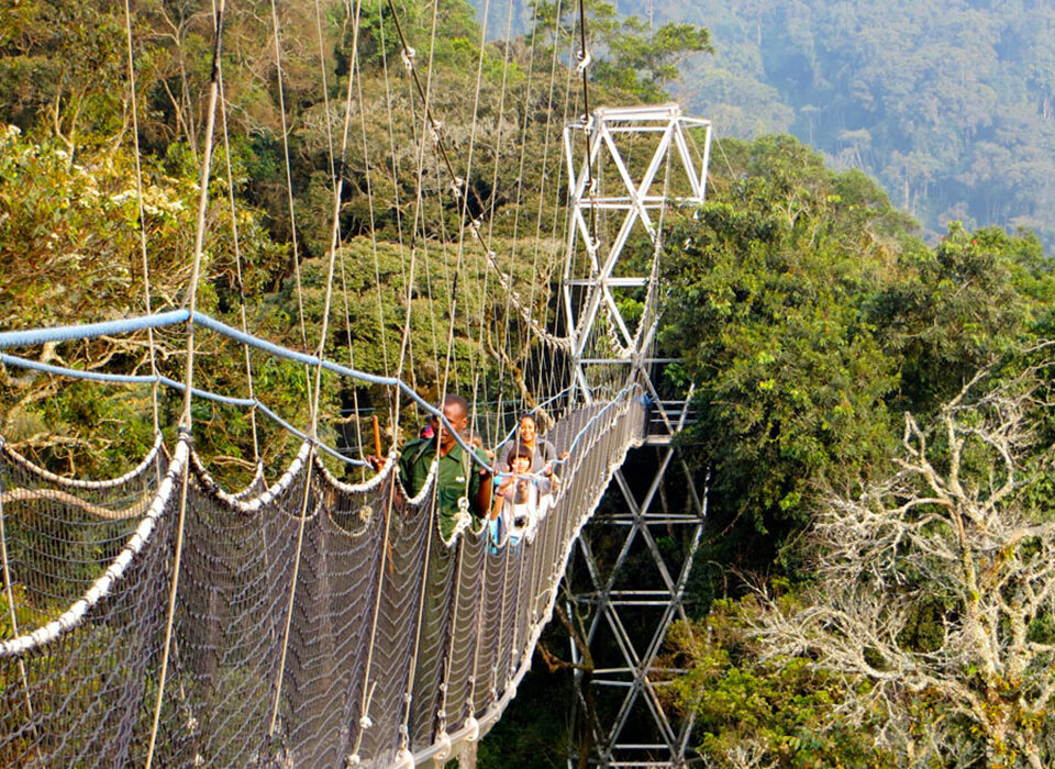 Canopy Walk Experience in Nyungwe Forest National Park