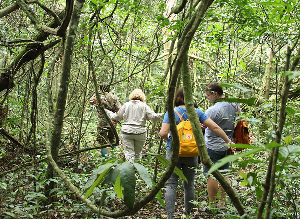 Chimpanzee Tracking Experience in Kalinzu Forest Reserve