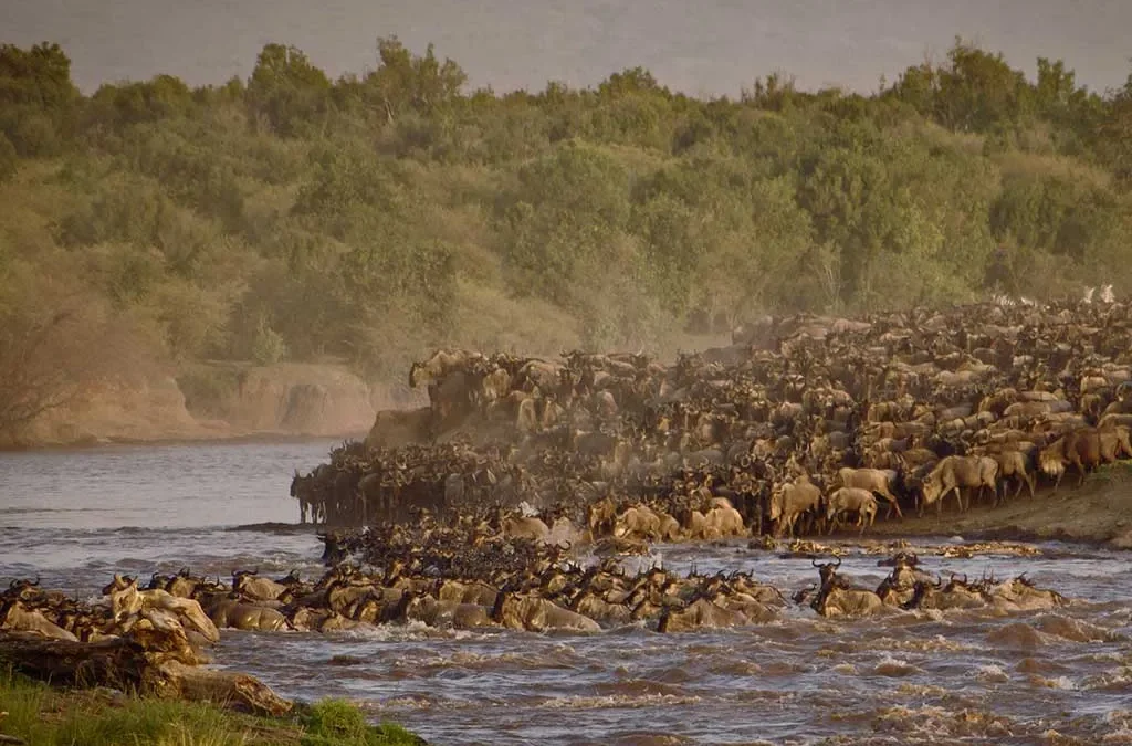 Combining Gorilla Trekking in Uganda with a Masai Mara Safari