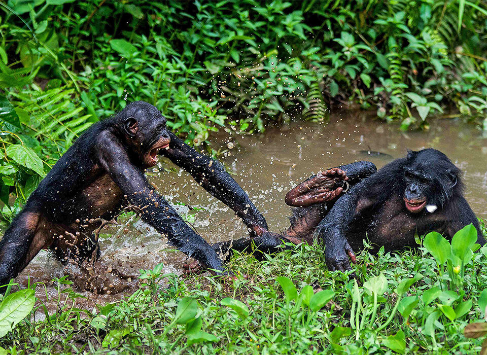 Congo-Brazzaville and DR Congo – 14 Days Adventure