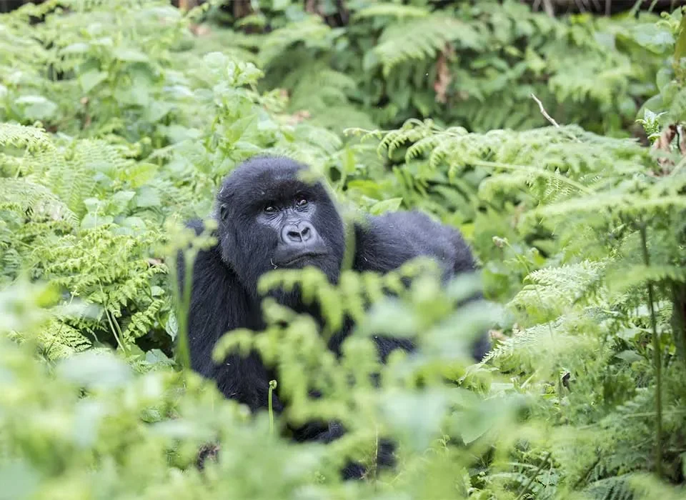 Duration and Timing for Gorilla Trekking in Mgahinga Gorilla National Park