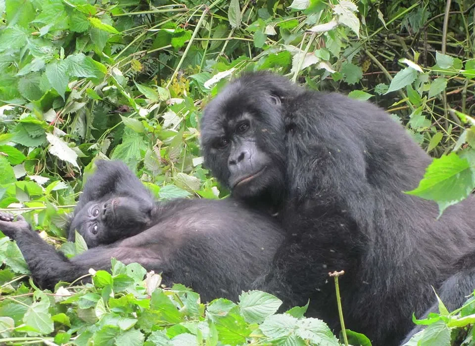 Habituated Gorilla Families in Nkuringo Sector
