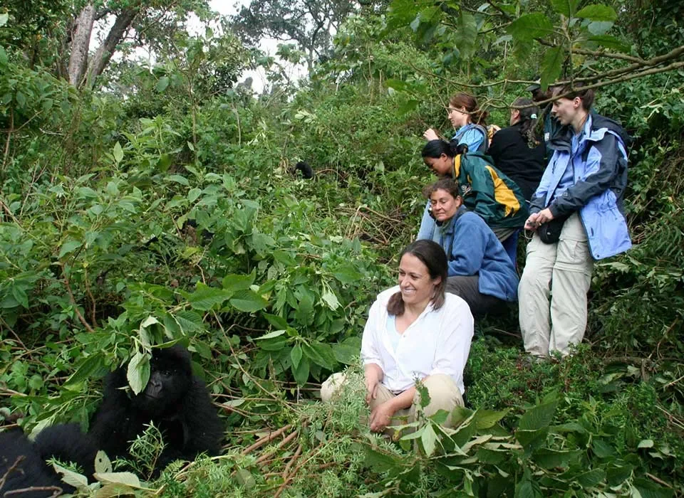 Gorilla Habituation Safari in Uganda on Budget