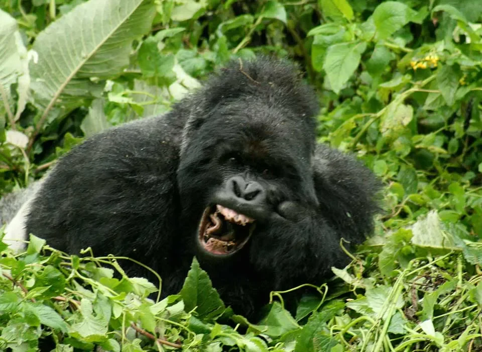 Gorilla Trekking in Rwanda from Belgium