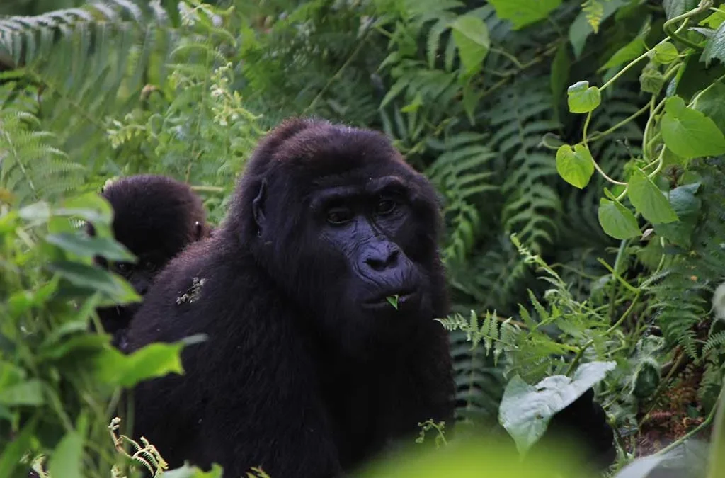 How to Book Gorilla Permits in Africa – Uganda, Rwanda, and DR Congo