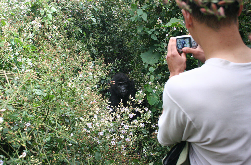 How to Plan Solo Travel to Volcanoes for Gorilla Trekking
