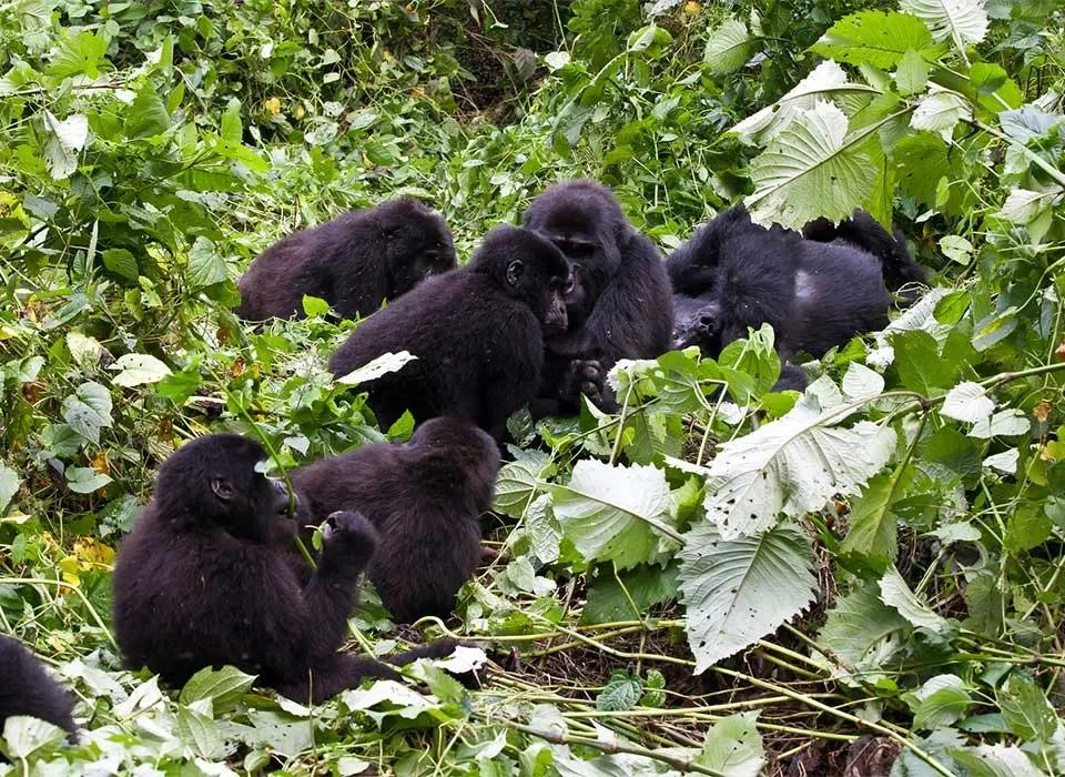 How to Plan a Kid-Friendly Gorilla Trekking Adventure in Rwanda