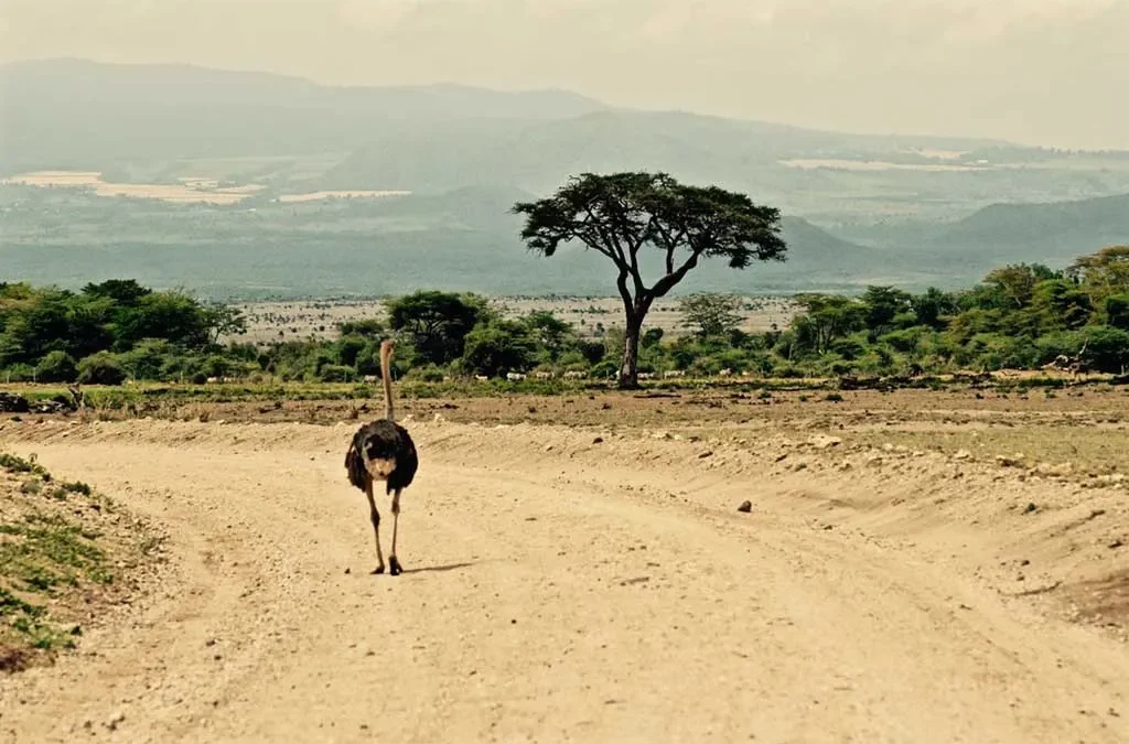 How to See the Best of Uganda and Kenya in 10 Days