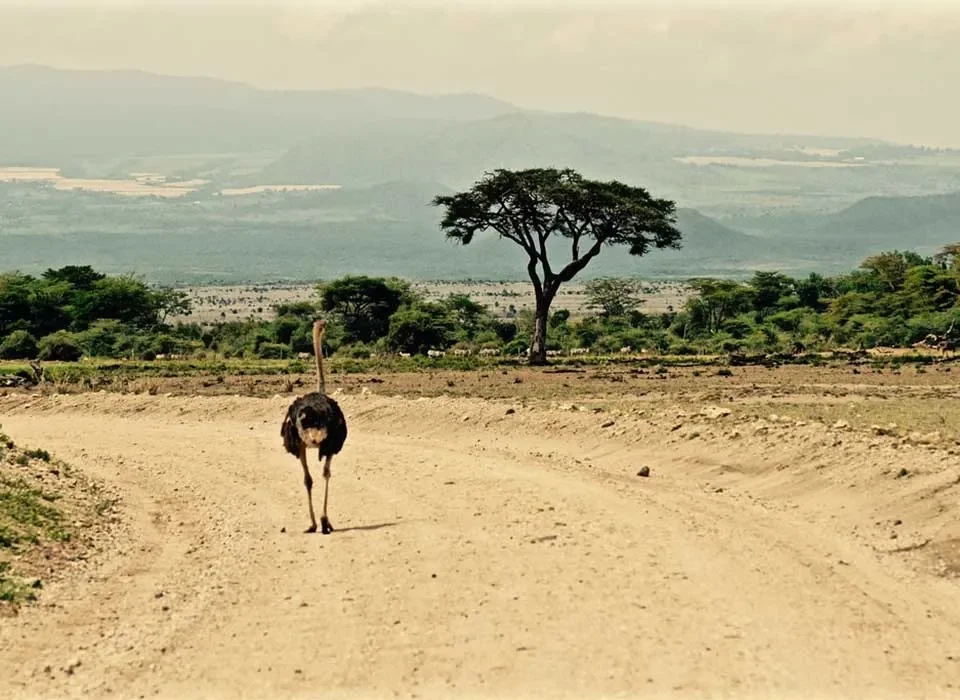 How to See the Best of Uganda and Kenya in 10 Days