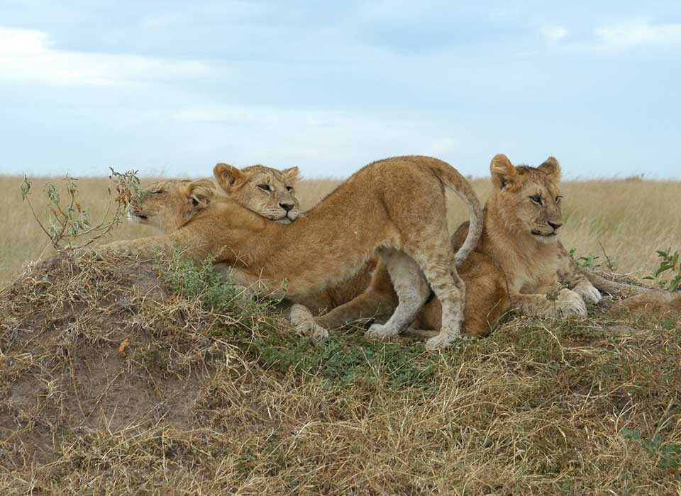 How to See the Big Five in Kenya and Primates in Rwanda